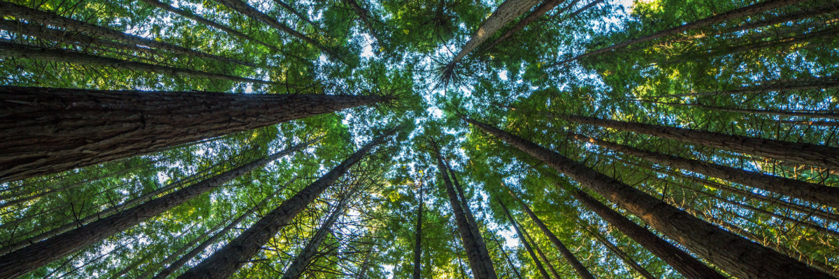 A worms eye view of a canopy of trees in a forest